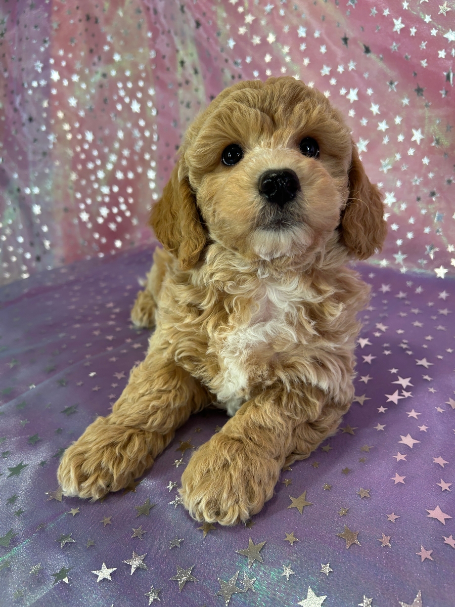 Female Bichon Poodle Puppy for Sale DOB 9-3-2025 $950